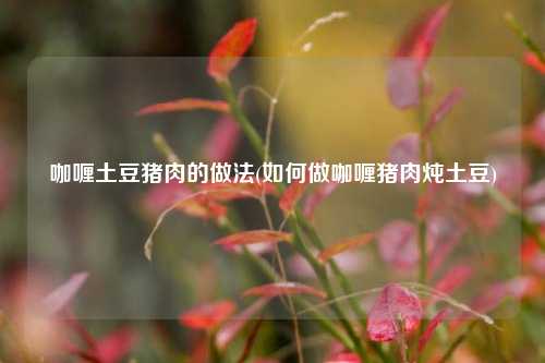咖喱土豆猪肉的做法(如何做咖喱猪肉炖土豆)
