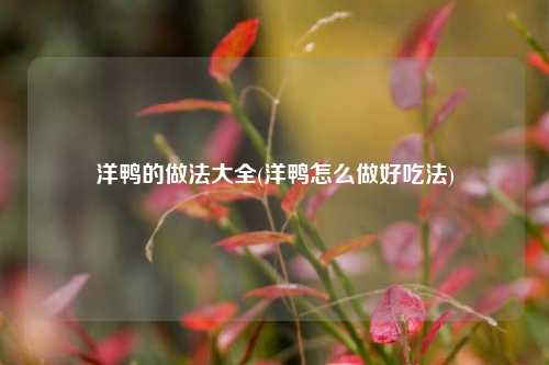 洋鸭的做法大全(洋鸭怎么做好吃法)